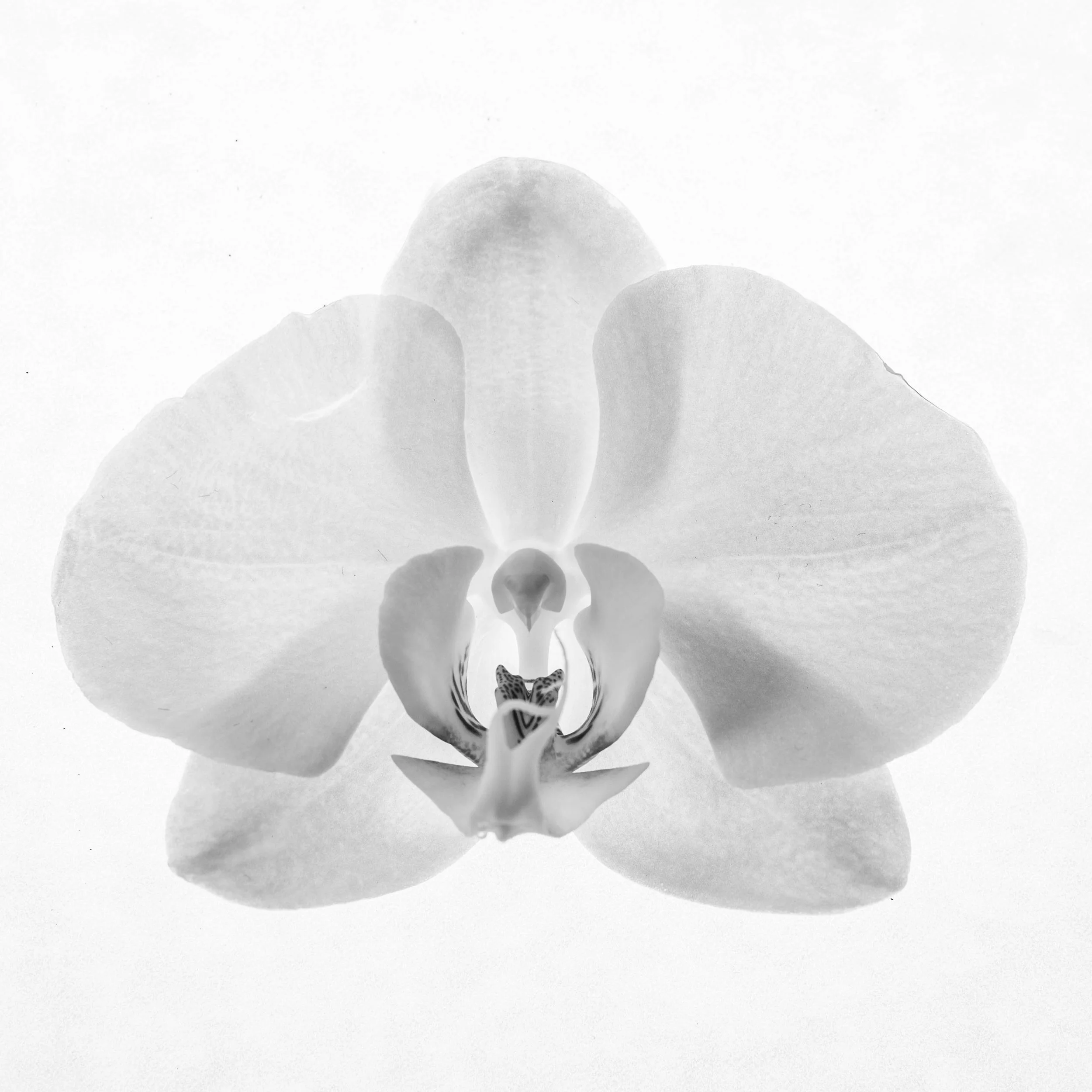 PC_2018_1047 copy.jpg