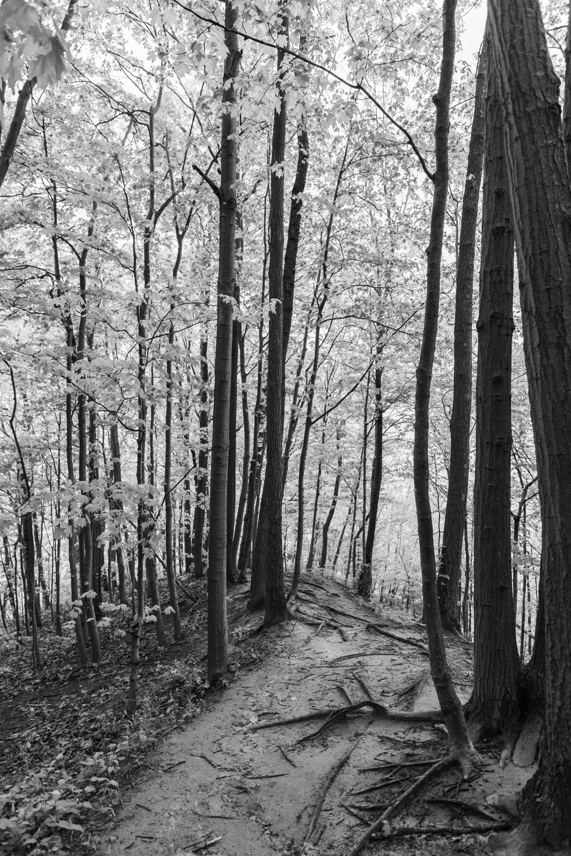 3PC_2018_2647 copy.jpg