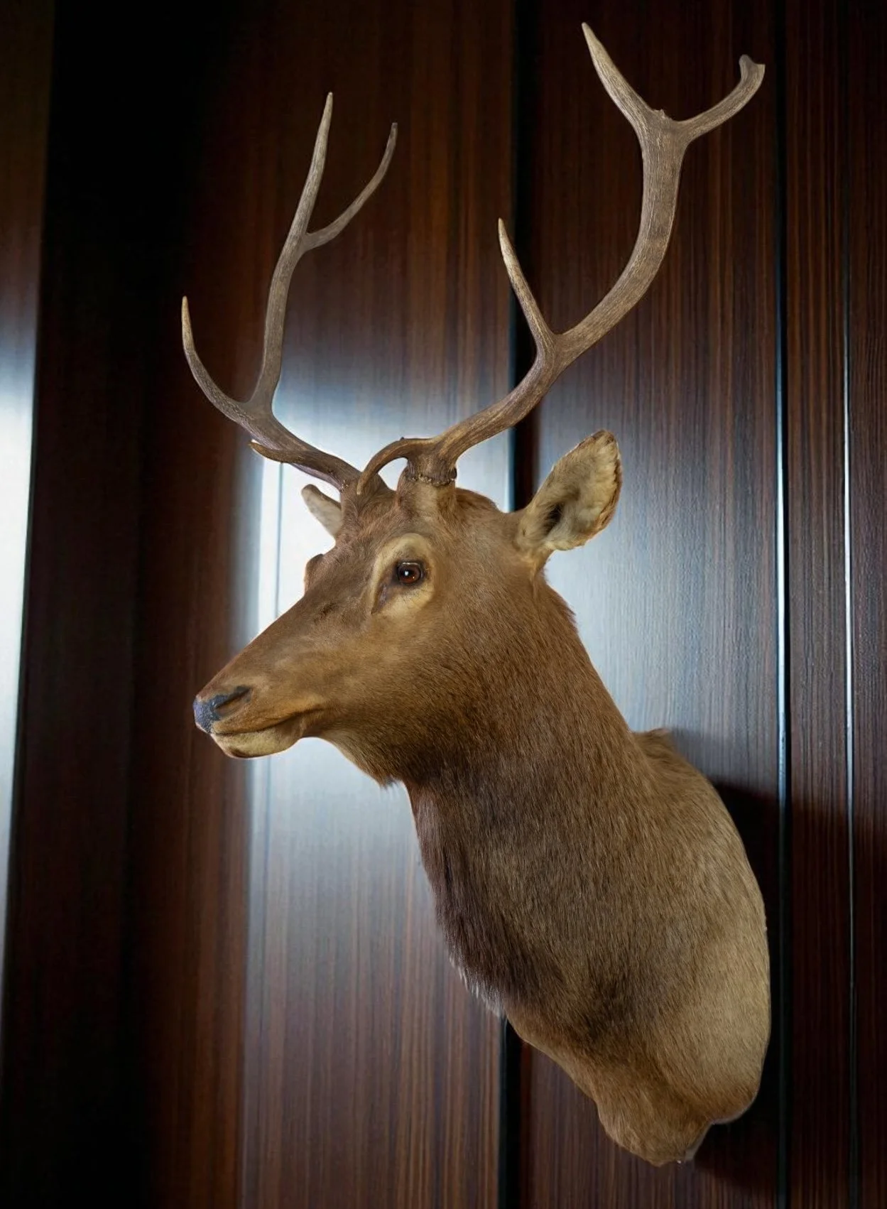 Elk Shoulder Mount_3.jpg