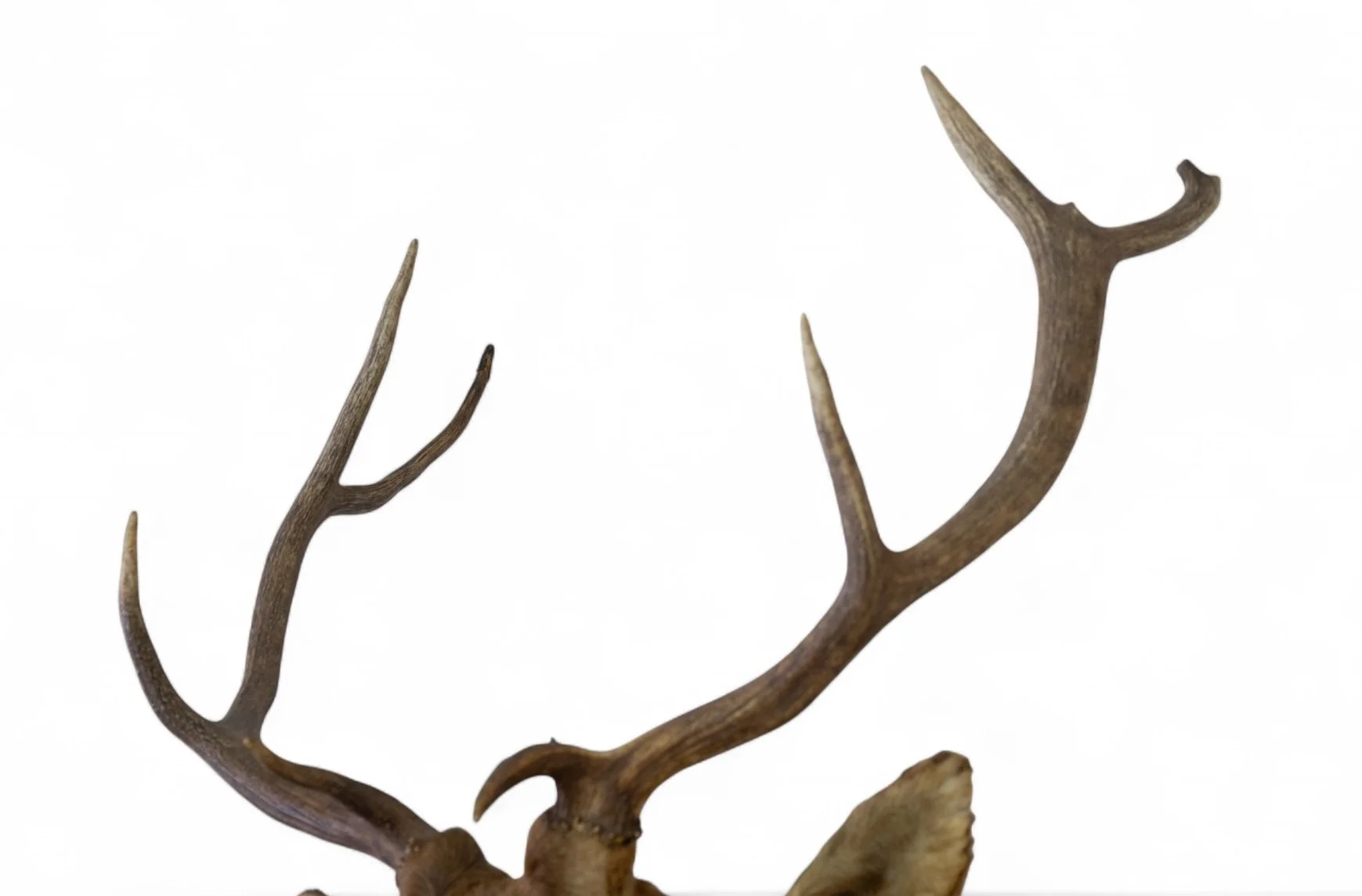 Elk Shoulder Mount_6.jpg