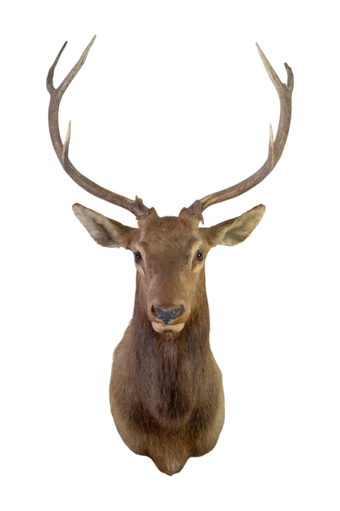 Elk Shoulder Mount_1 copy.jpg