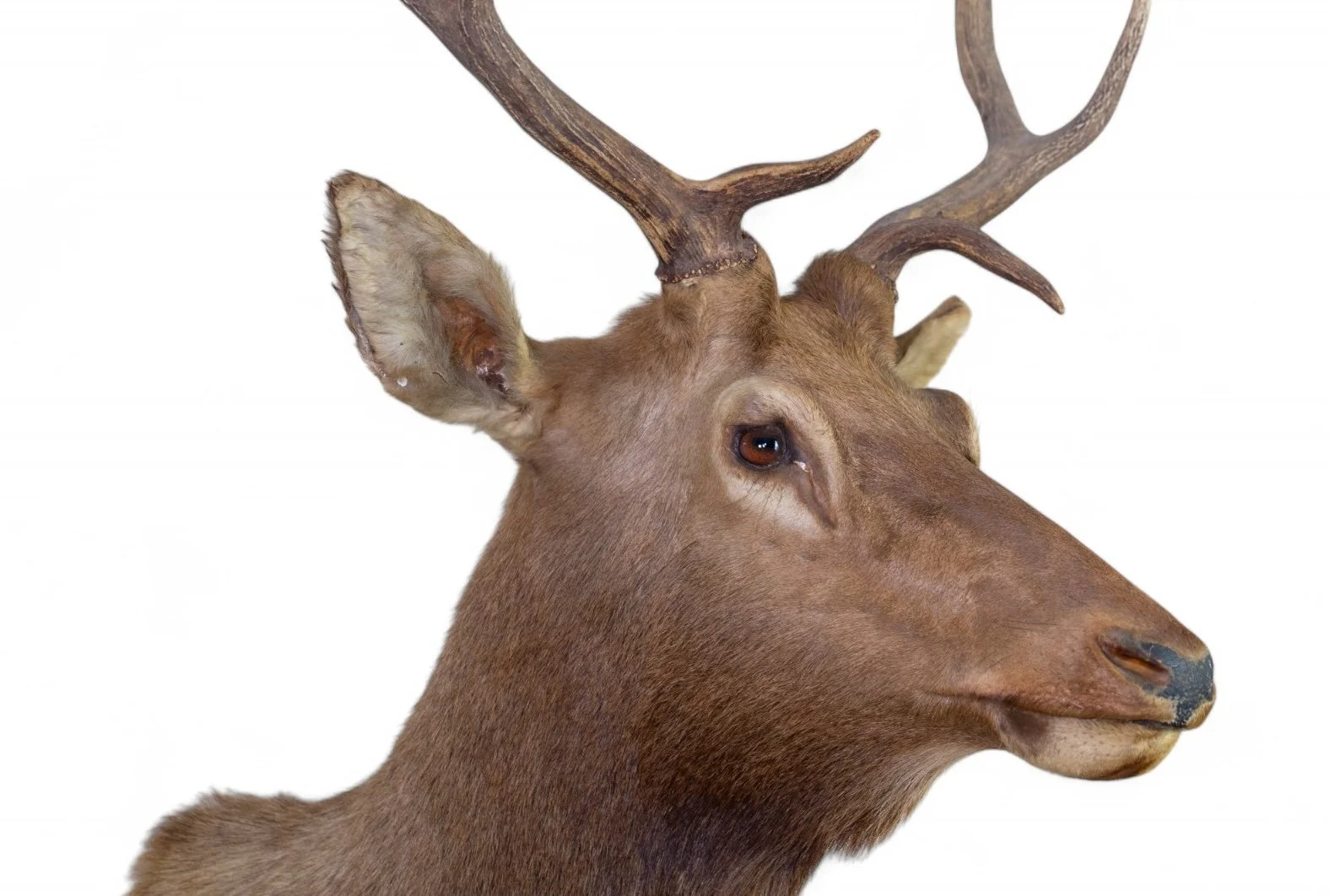 Elk Shoulder Mount_8.jpg