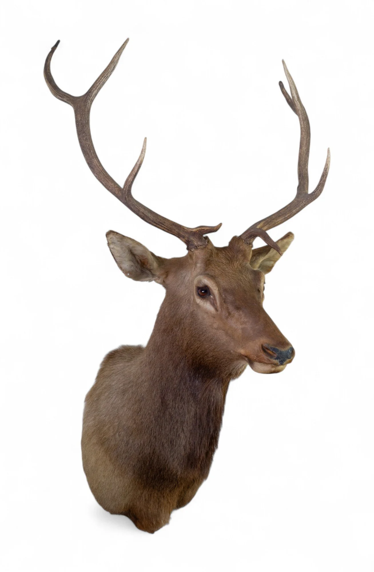 Elk Shoulder Mount_2.jpg