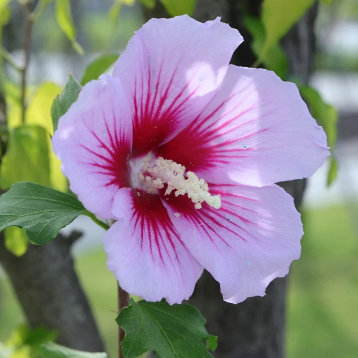 The Rose of Sharon 