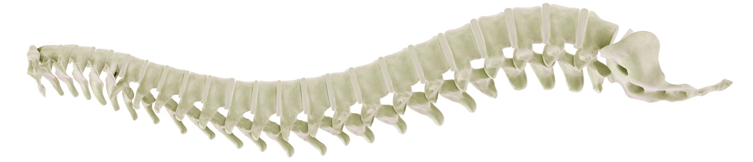 bigstock-Human-Spine-1387029+-+no+color+between+verb.jpg