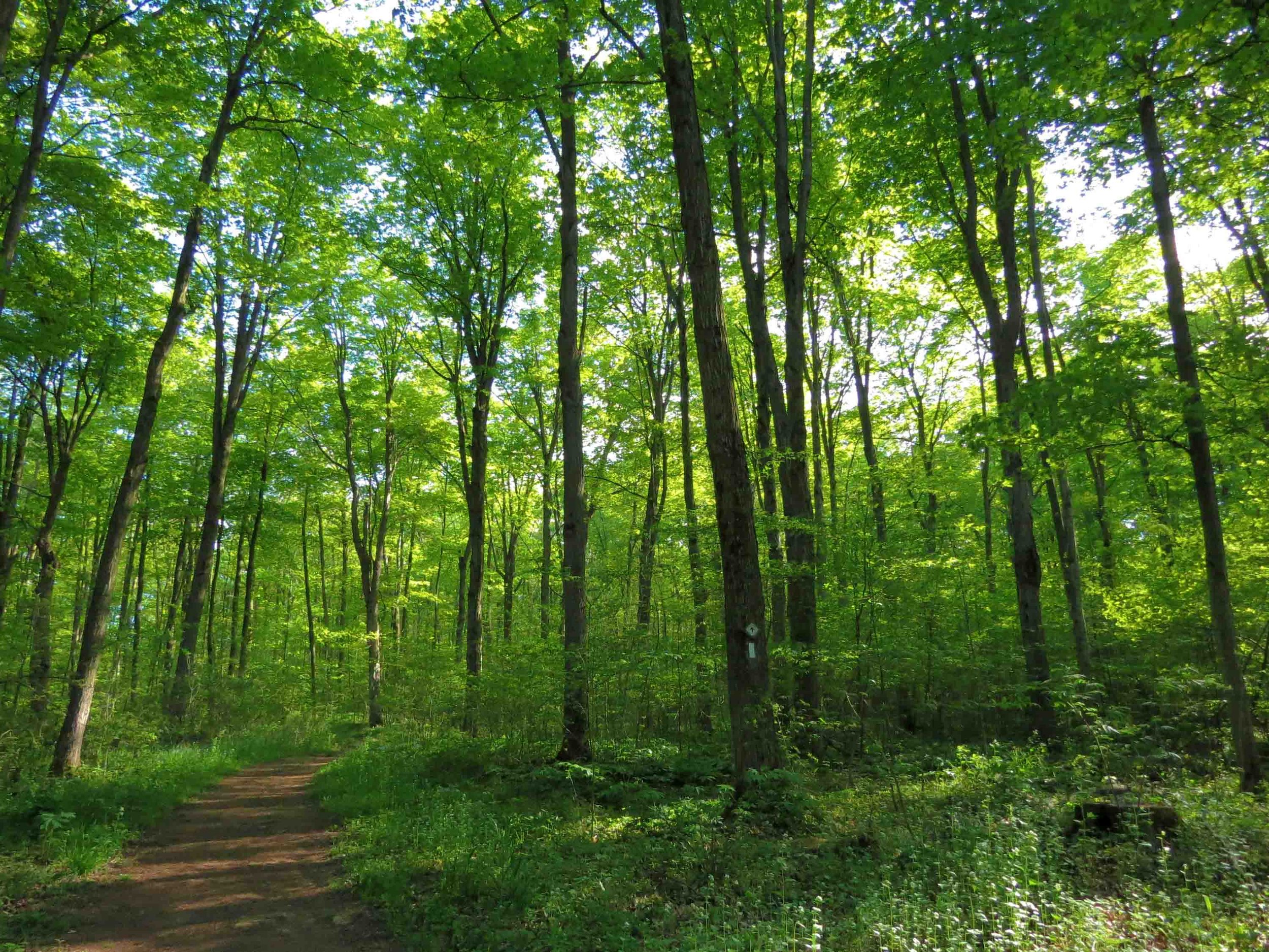 trees christina-brinza-UeeZGzzMM6o-unsplash for SP website FAQ.jpg