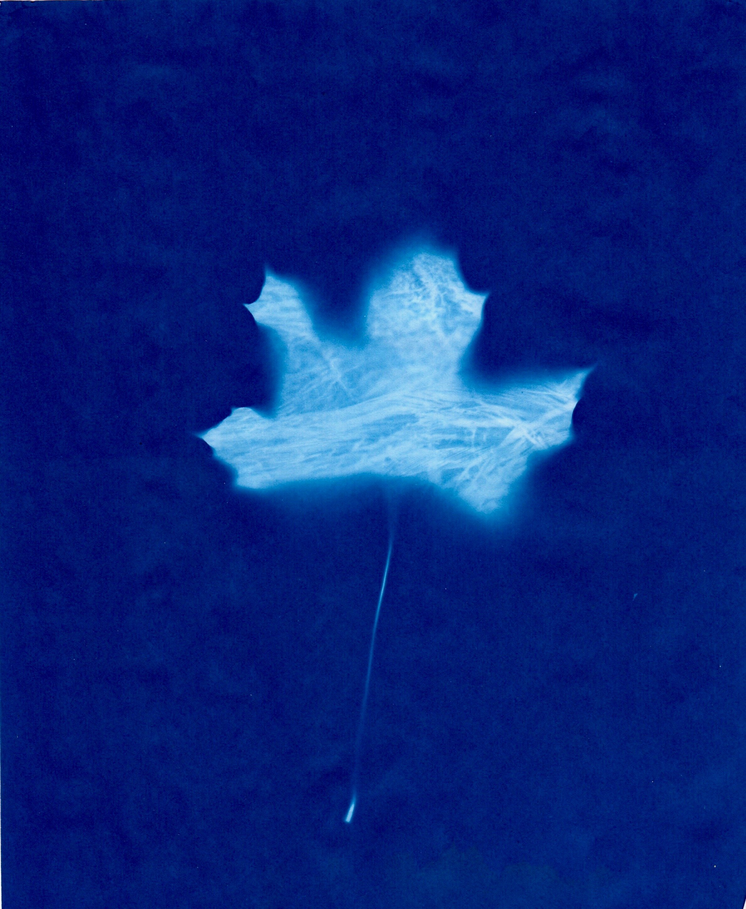 Rope In Leaf