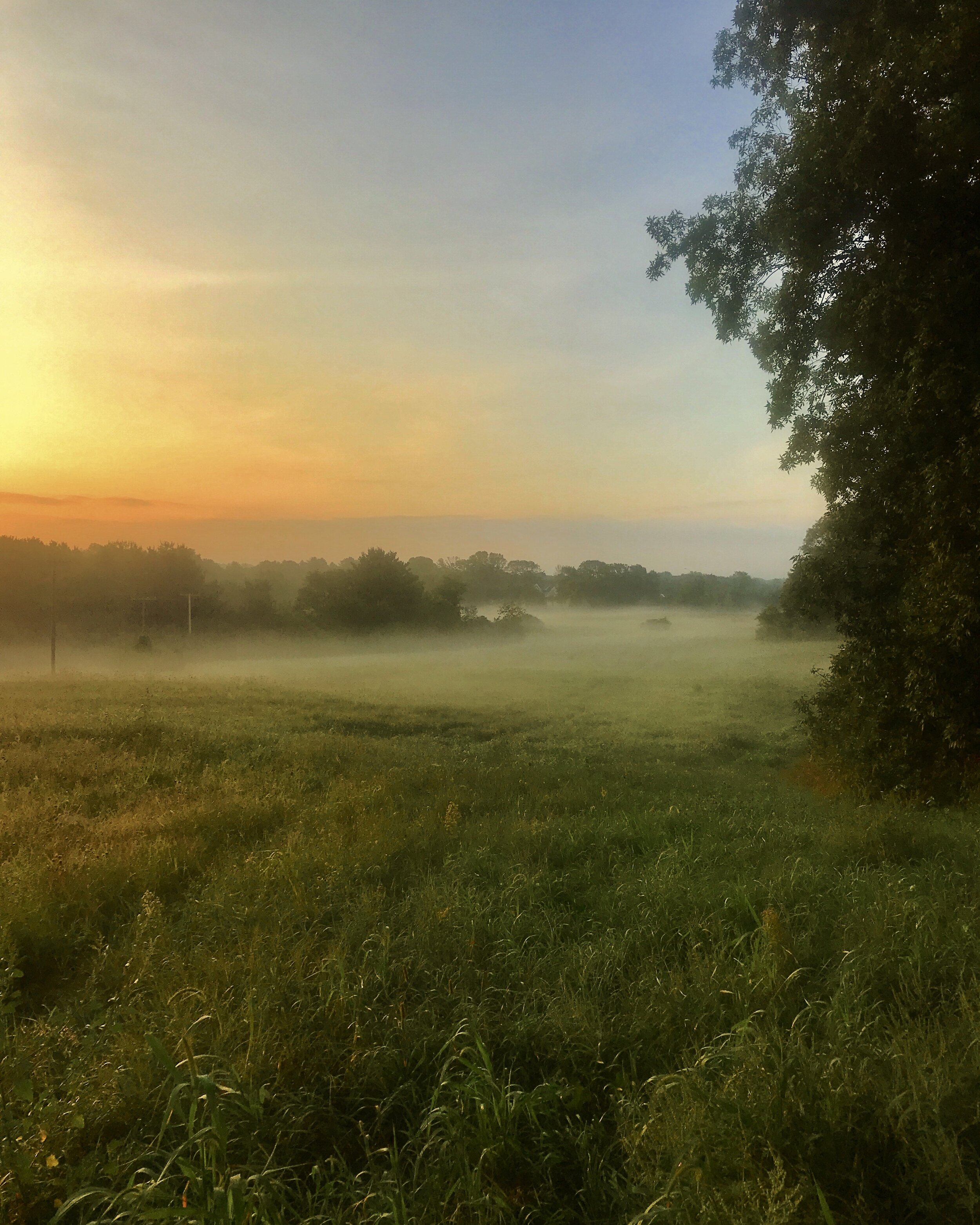 Misty Meadow Morning