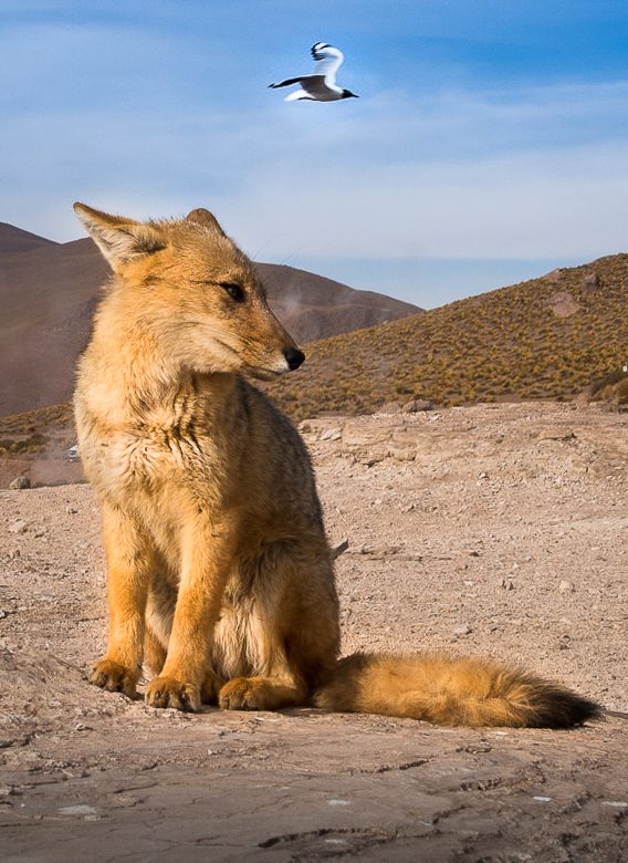 Andenfuchs mit Möwe 17-4358.jpg