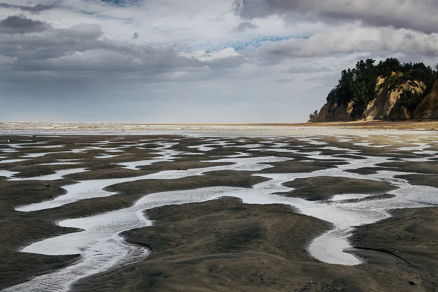 NZ Kina Beach variations-2018.jpg