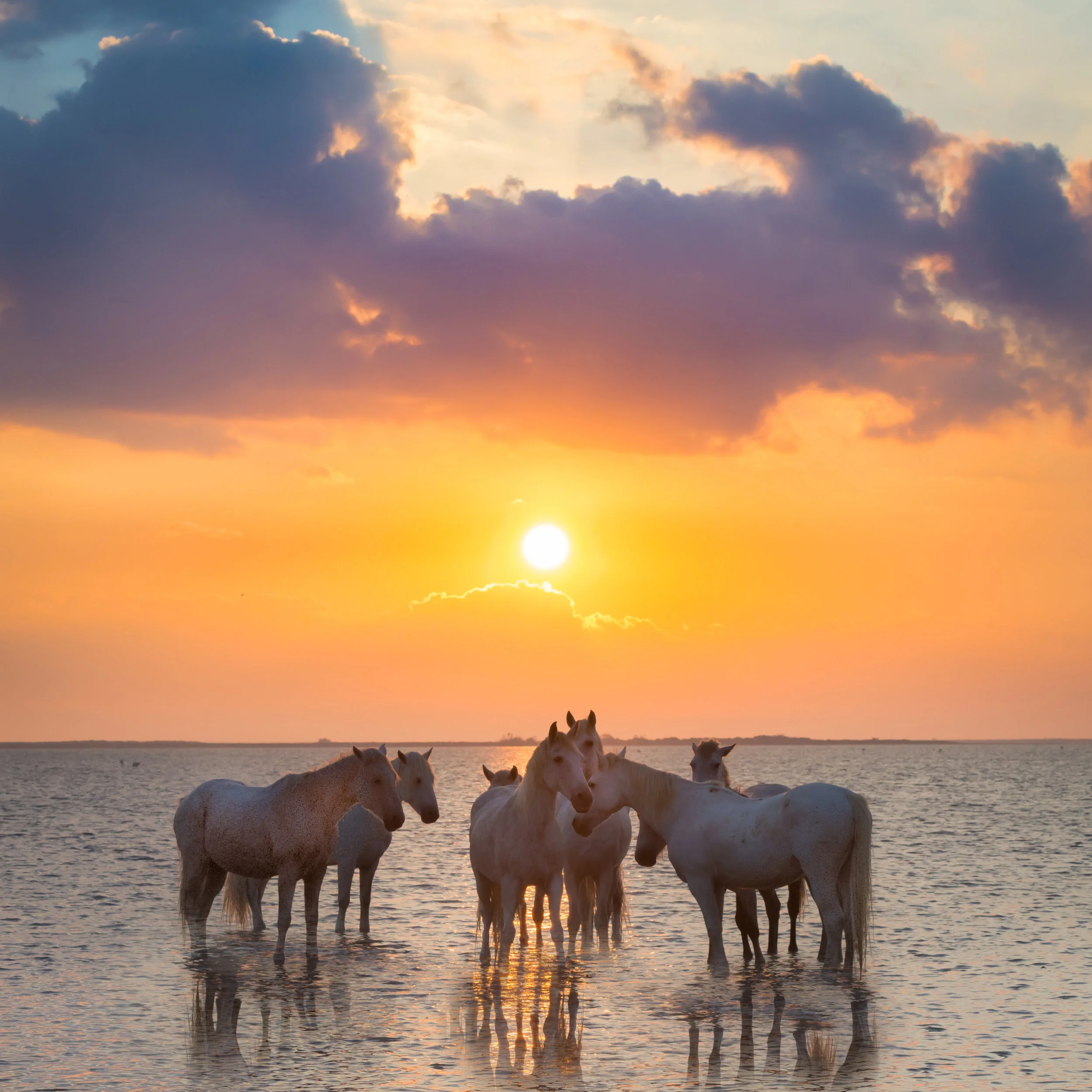 Camargue --2.jpg