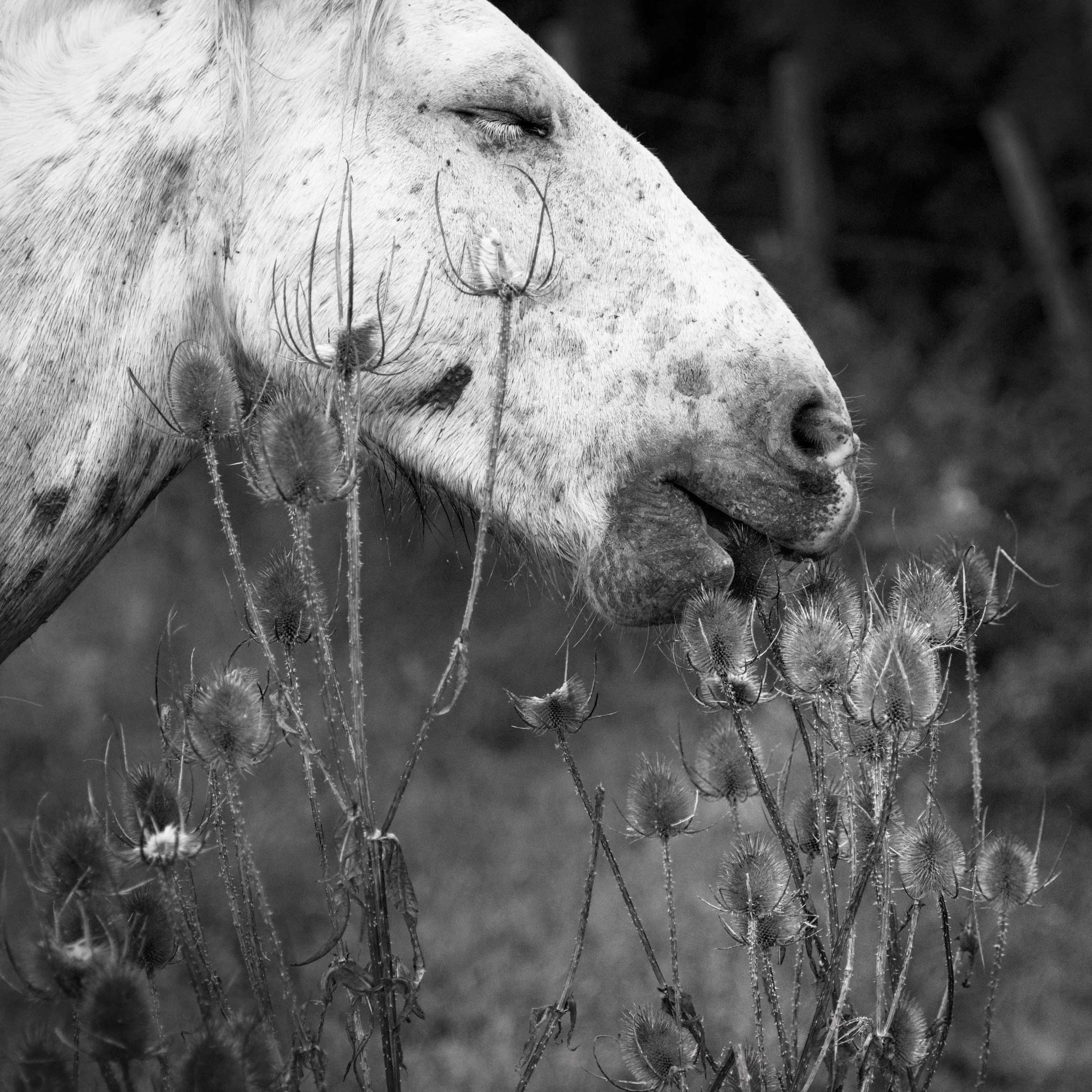 Camargue II--2.jpg