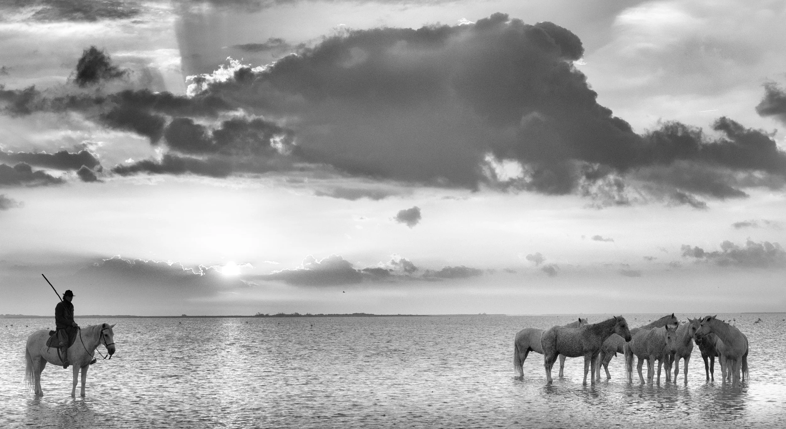Camargue -.jpg