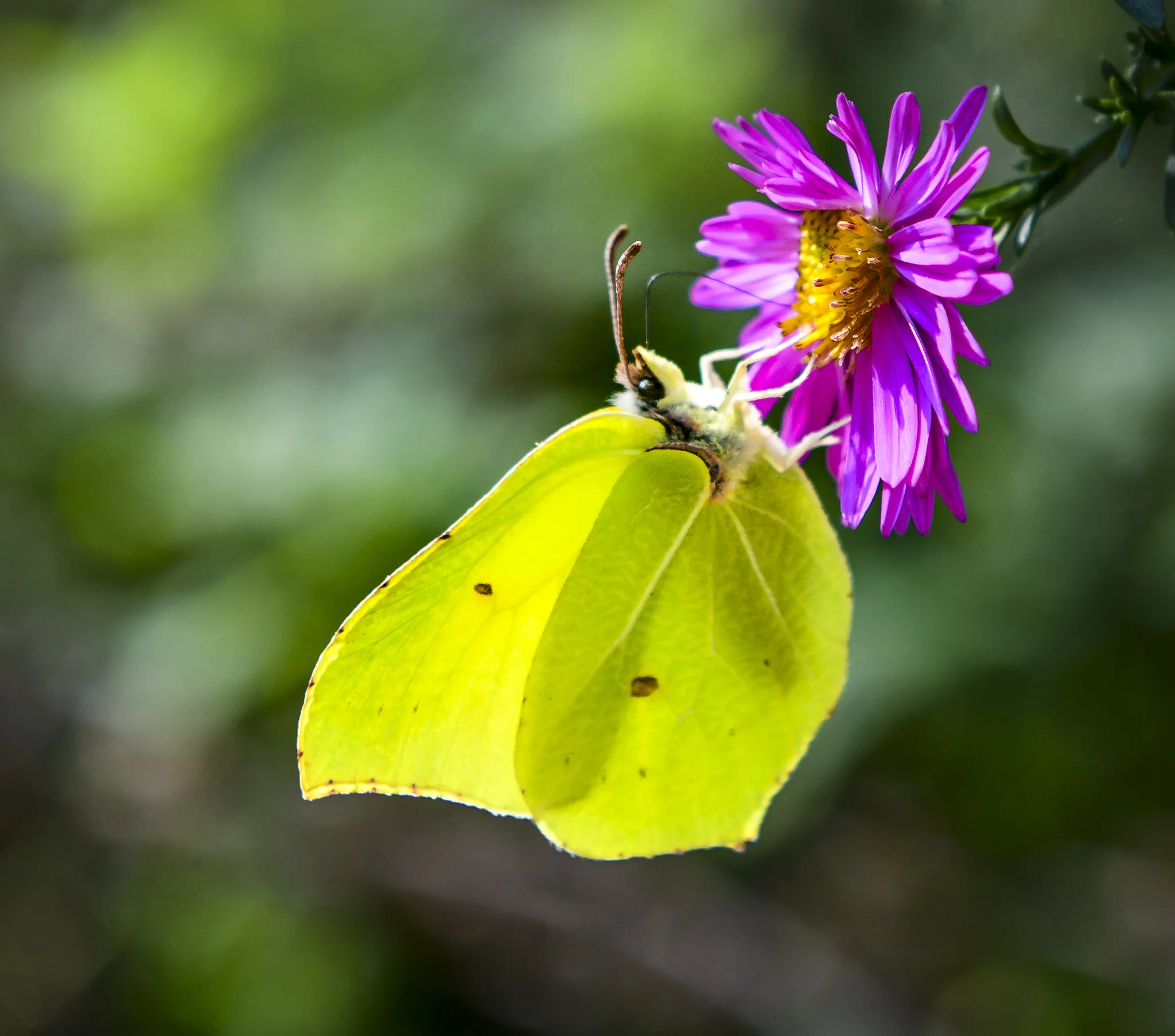 Butterfly hp-7837.jpg