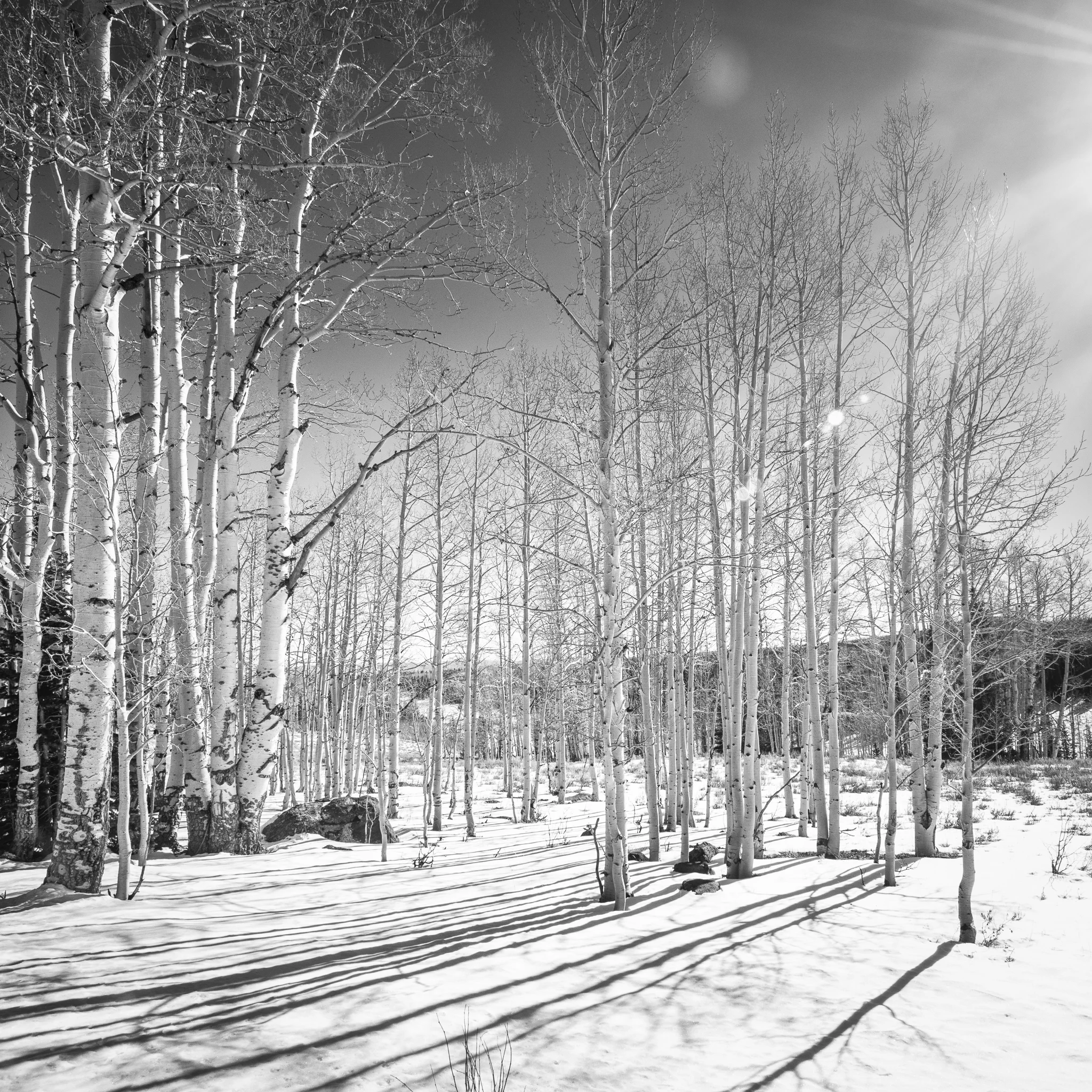 Nature forest hp-.jpg