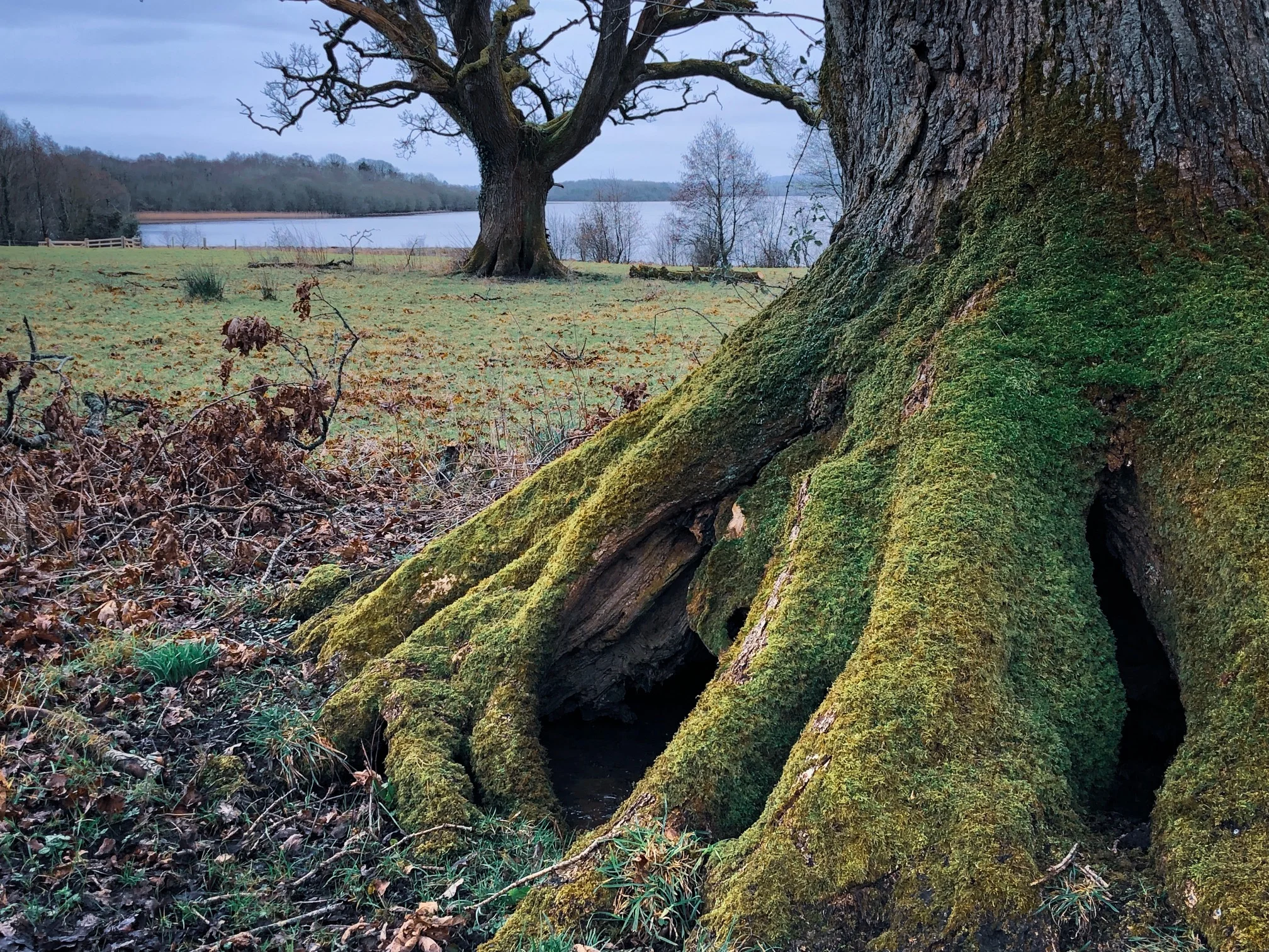 Nature hp.jpg