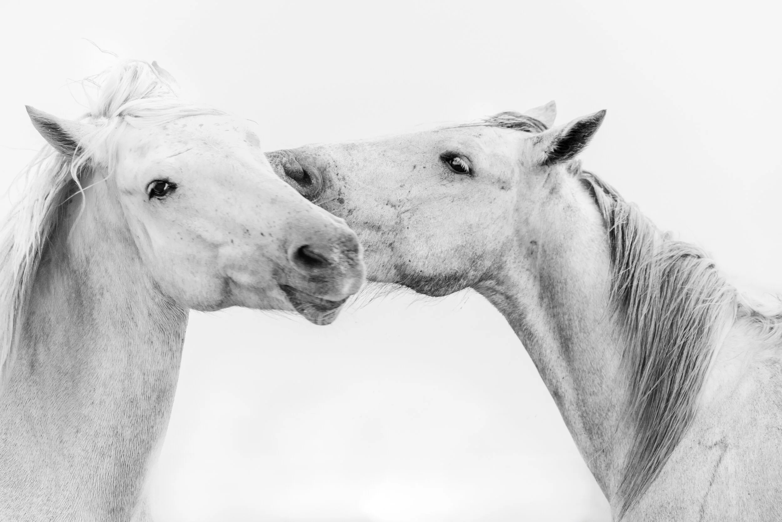 Camargue lovers - Barbara Ebner-2236.jpg