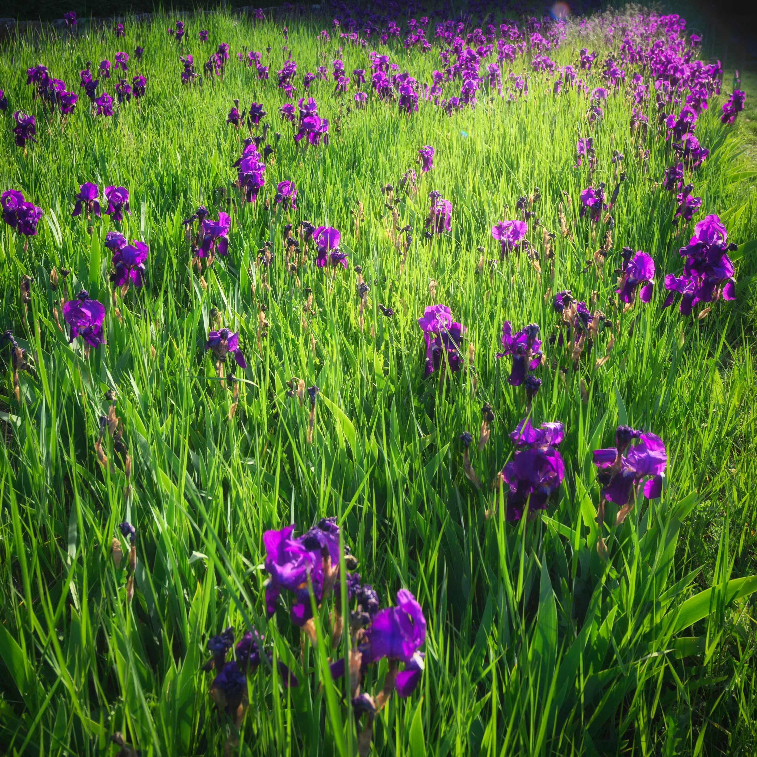 Van Gogh's Irises highres 19-.jpg