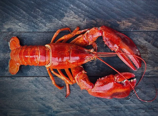 Lobster 1.jpeg