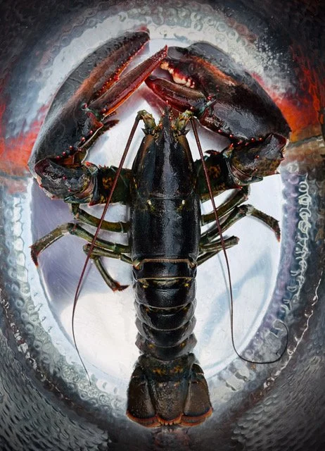 Lobster 5.jpeg
