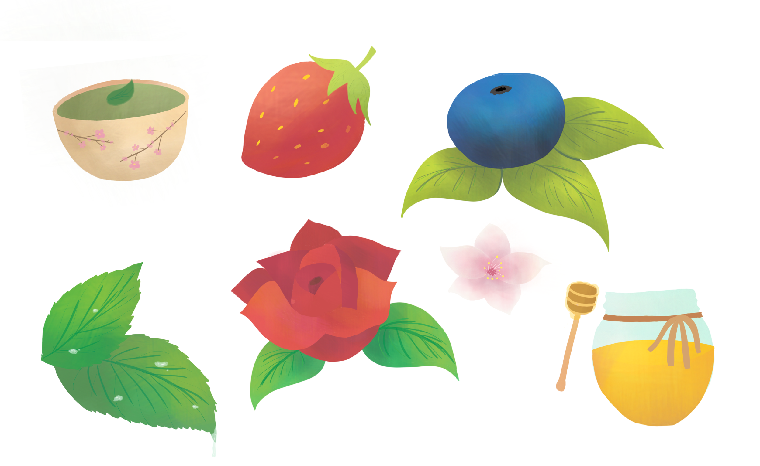 Illustrations for tea packaging for client