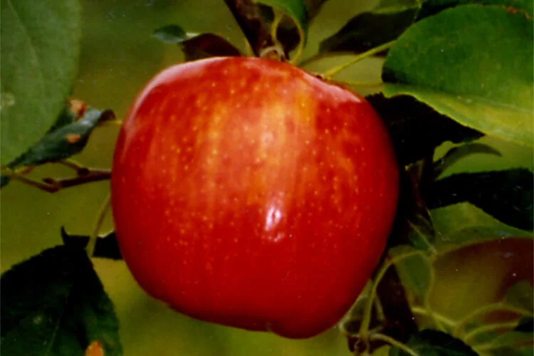 Honeycrisp