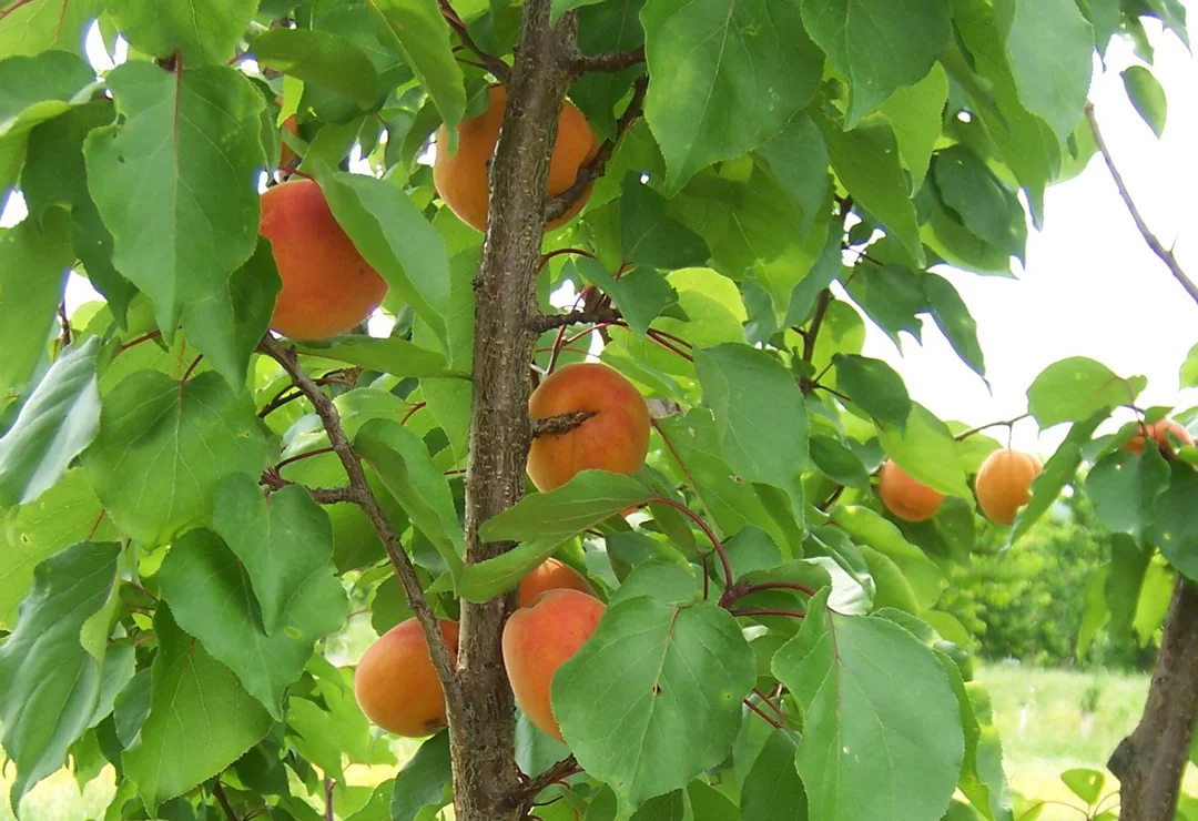 VWN-Apricot-Mascot-tree.jpg