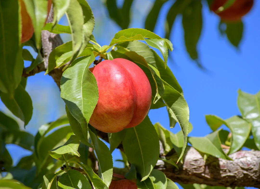 VWN-nectarine-tree.jpg