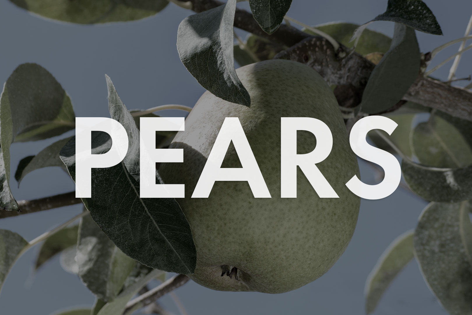 VWN-Web-Inventory_Thumnails-Pears.jpg