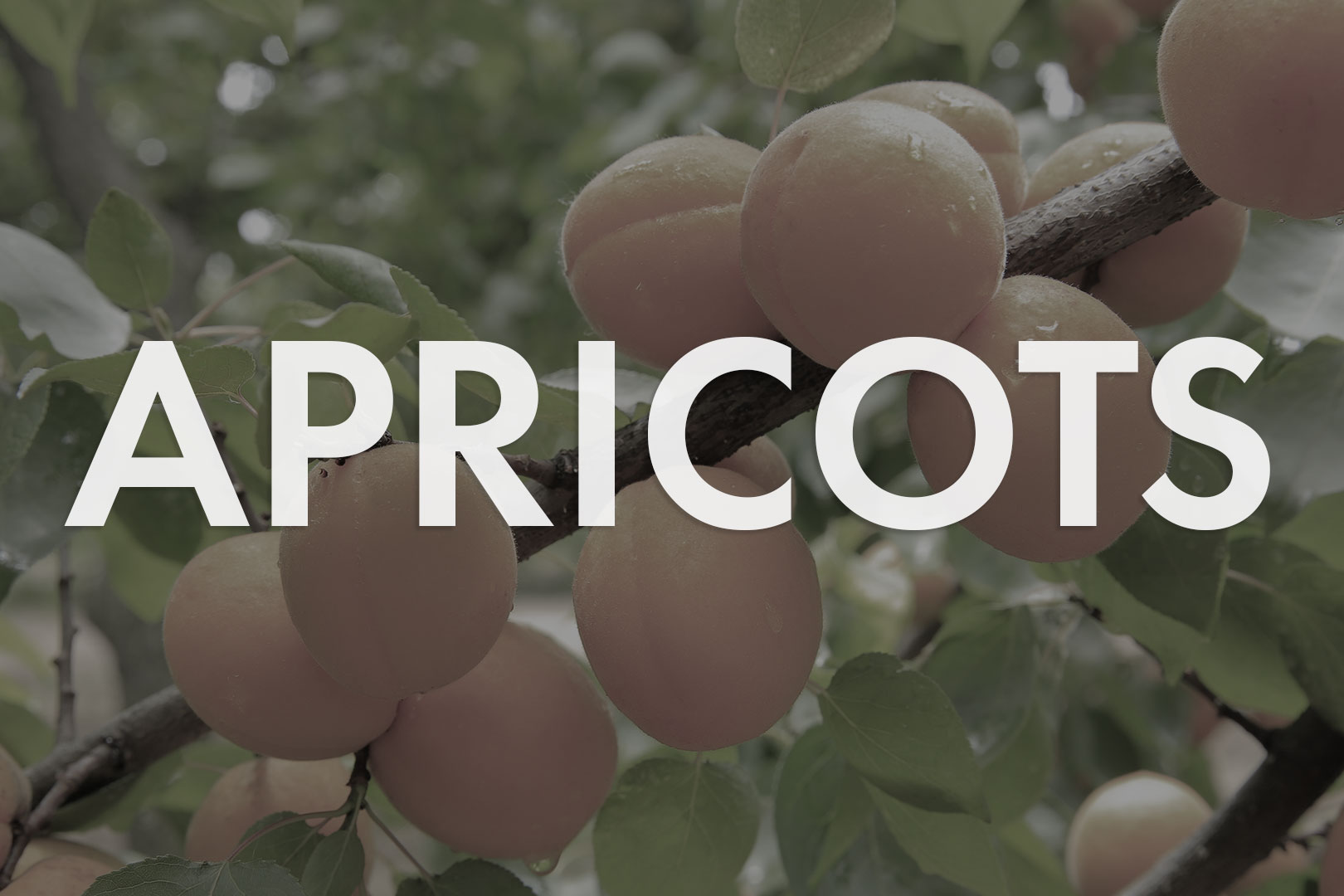 VWN-Web-Inventory_Thumnails-Apricots.jpg