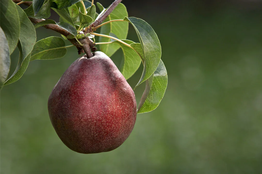 Columbia Red Anjou®