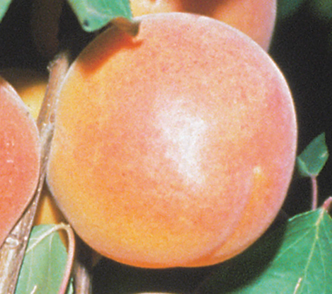 apricot-goldbar.jpg