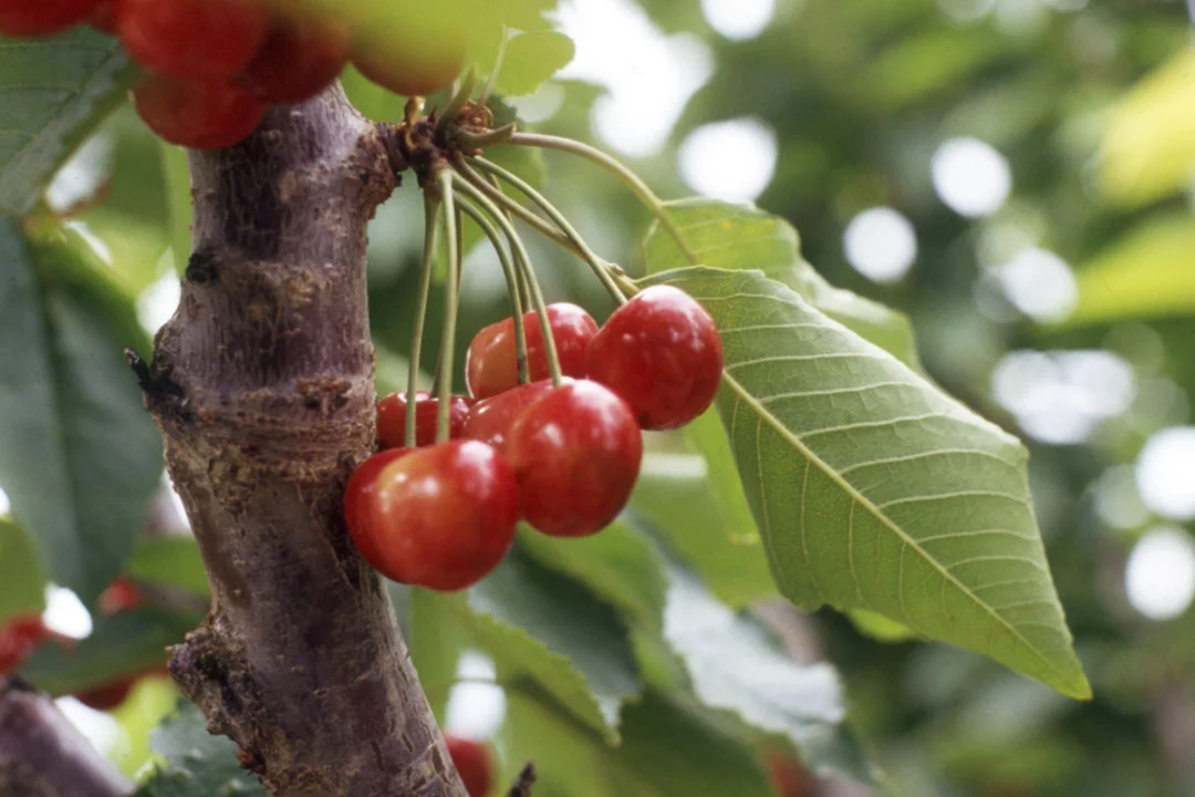 Royal Ann (Napoleon)