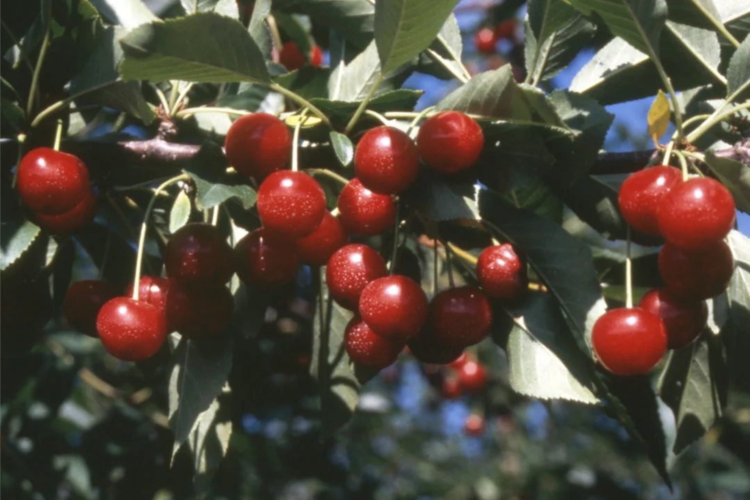 Balaton™ (tart)&nbsp;