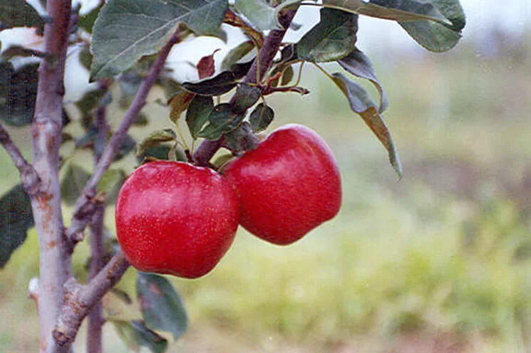 Redfield™ Red Braeburn