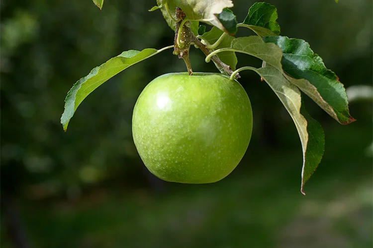 Granny Smith&nbsp;