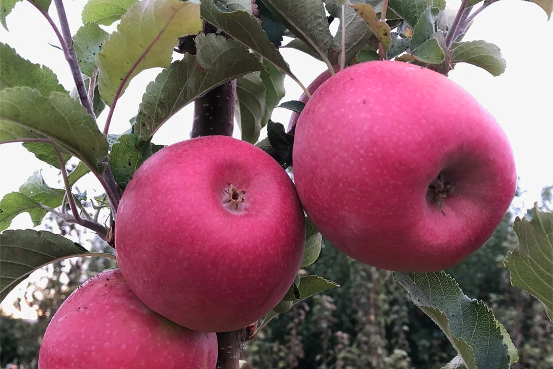 apple-pinl_lady-barnsby.jpg