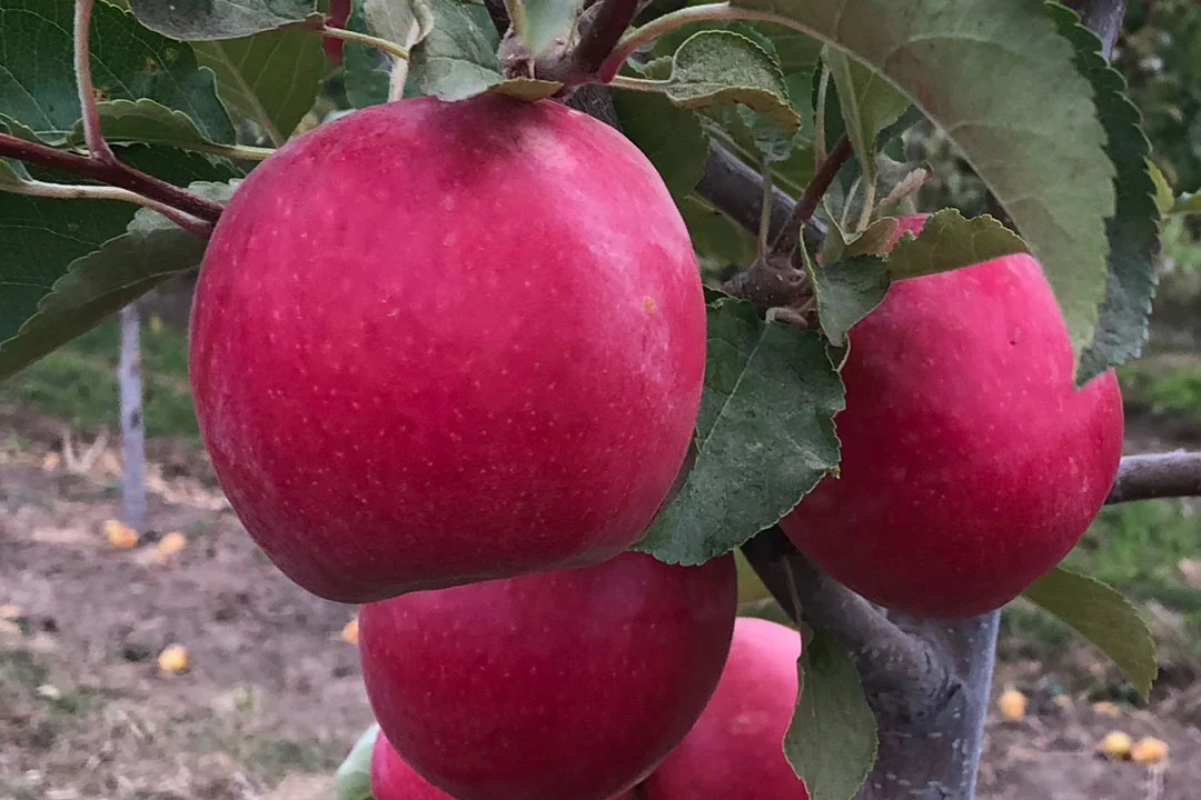Pink Lady™ (Cripps cv.)
