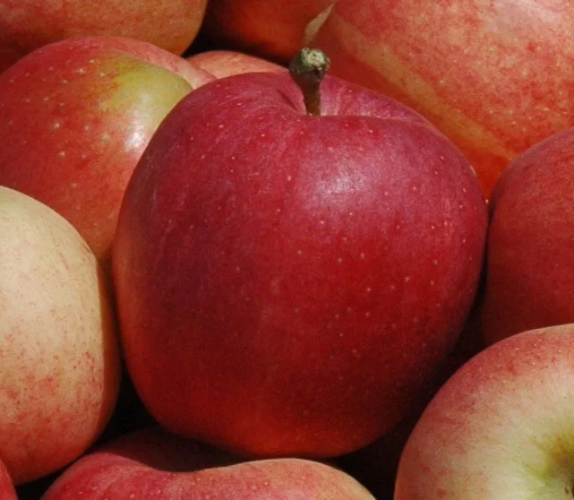 Cider Apples — Van Well Nursery