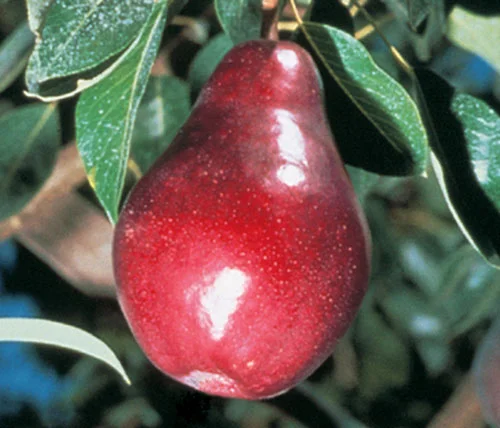 Sensation Red Bartlett 