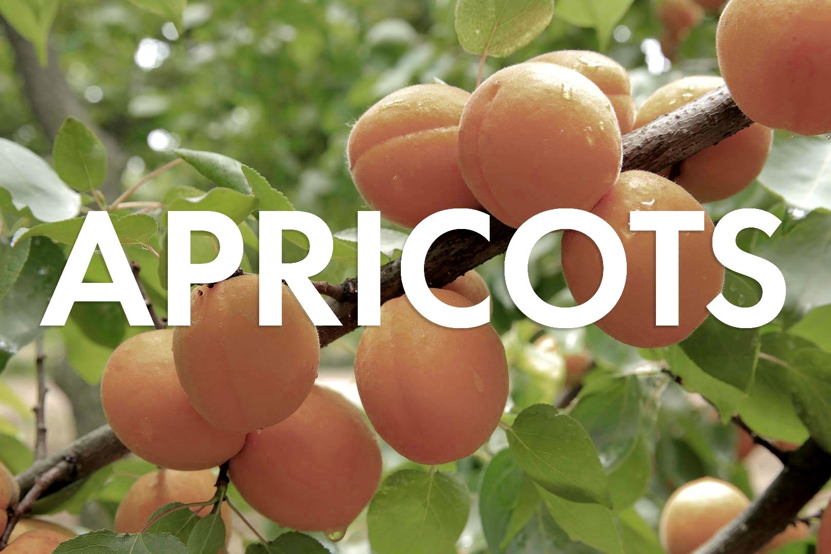 VWN-Web-Inventory_Thumnails-Apricots.jpg