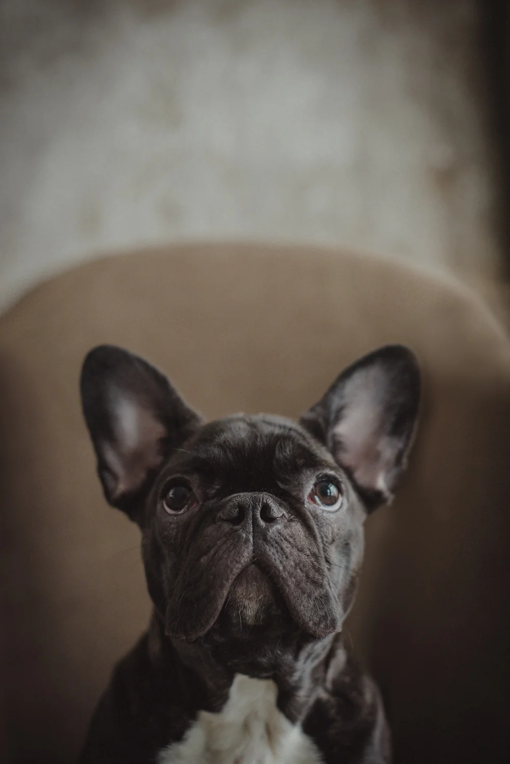 Kamloops-Dog-Photographer-5.jpg