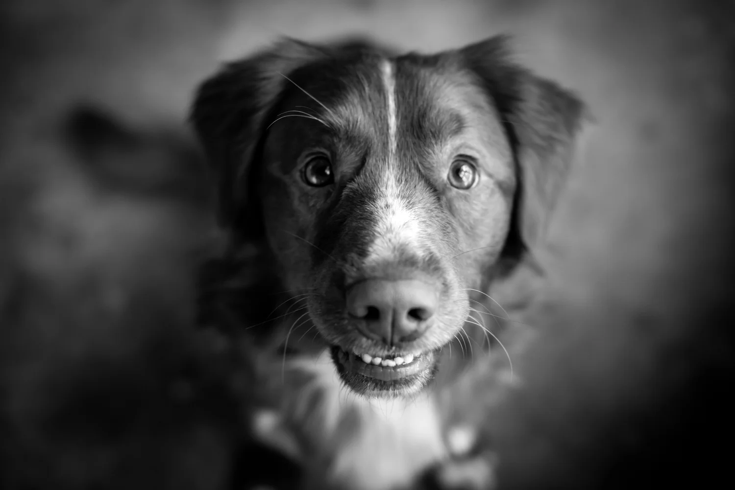 Kamloops-Dog-Photographer-13.jpg
