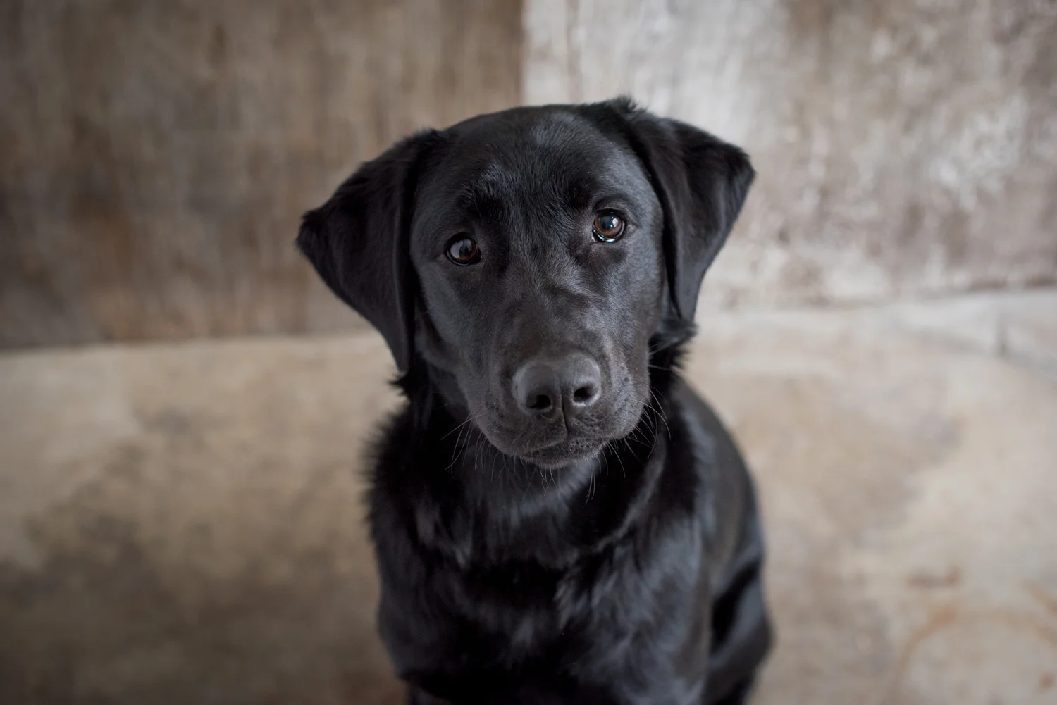 Kamloops-Dog-Photographer-31.jpg