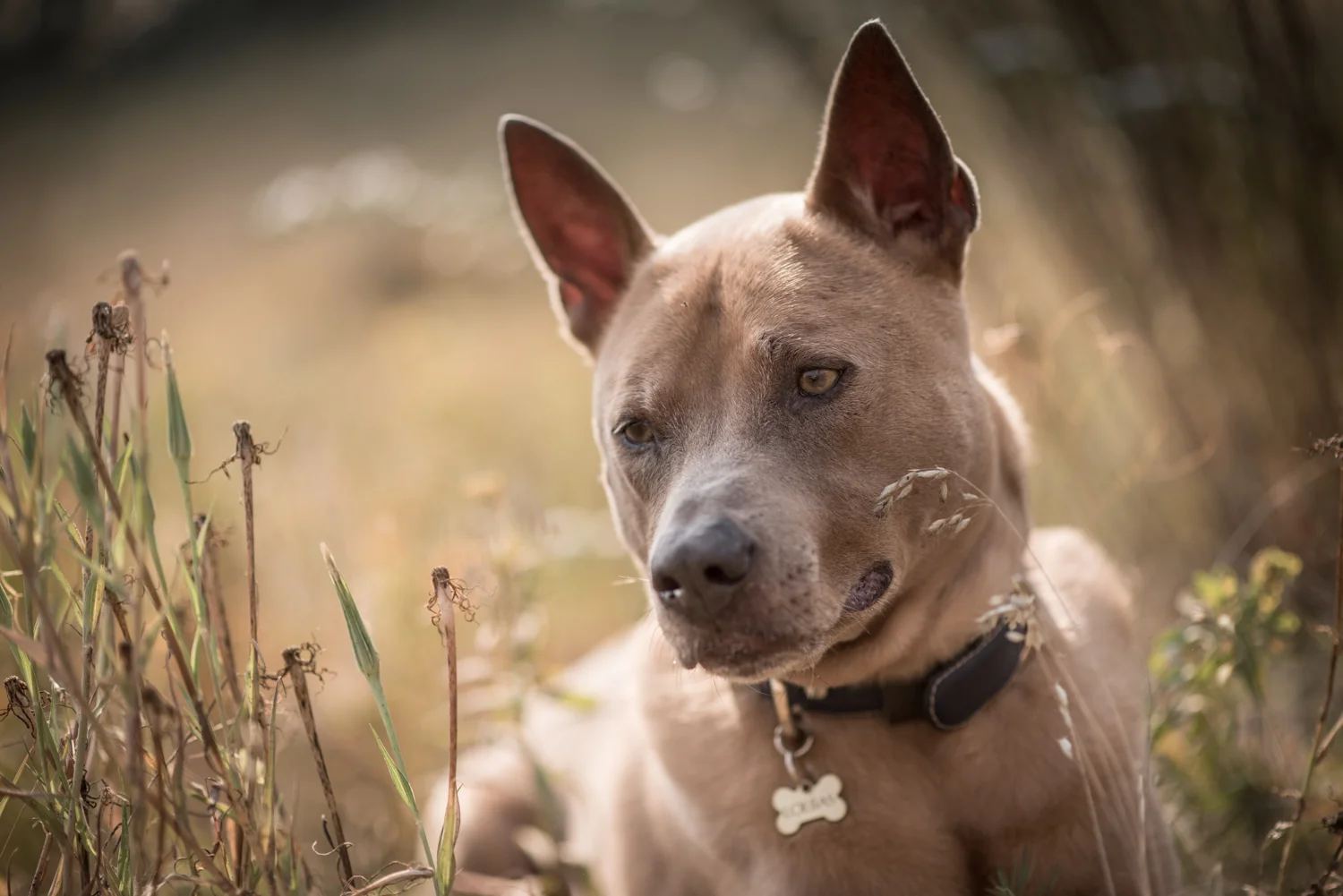 Kamloops-Dog-Photographer-49.jpg