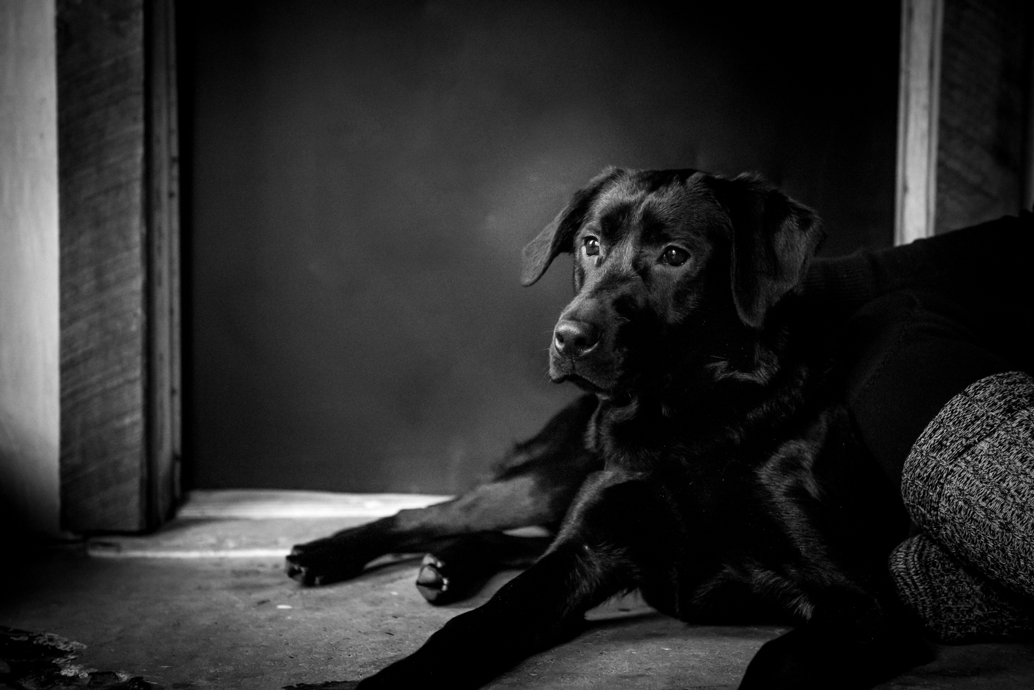 Dog-Portrait-Photography-Kamloops-3991.jpg