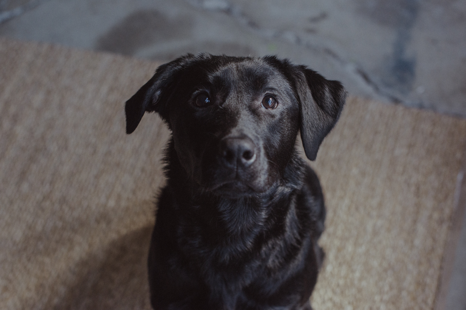 Dog-Portrait-Photography-Kamloops--2.jpg