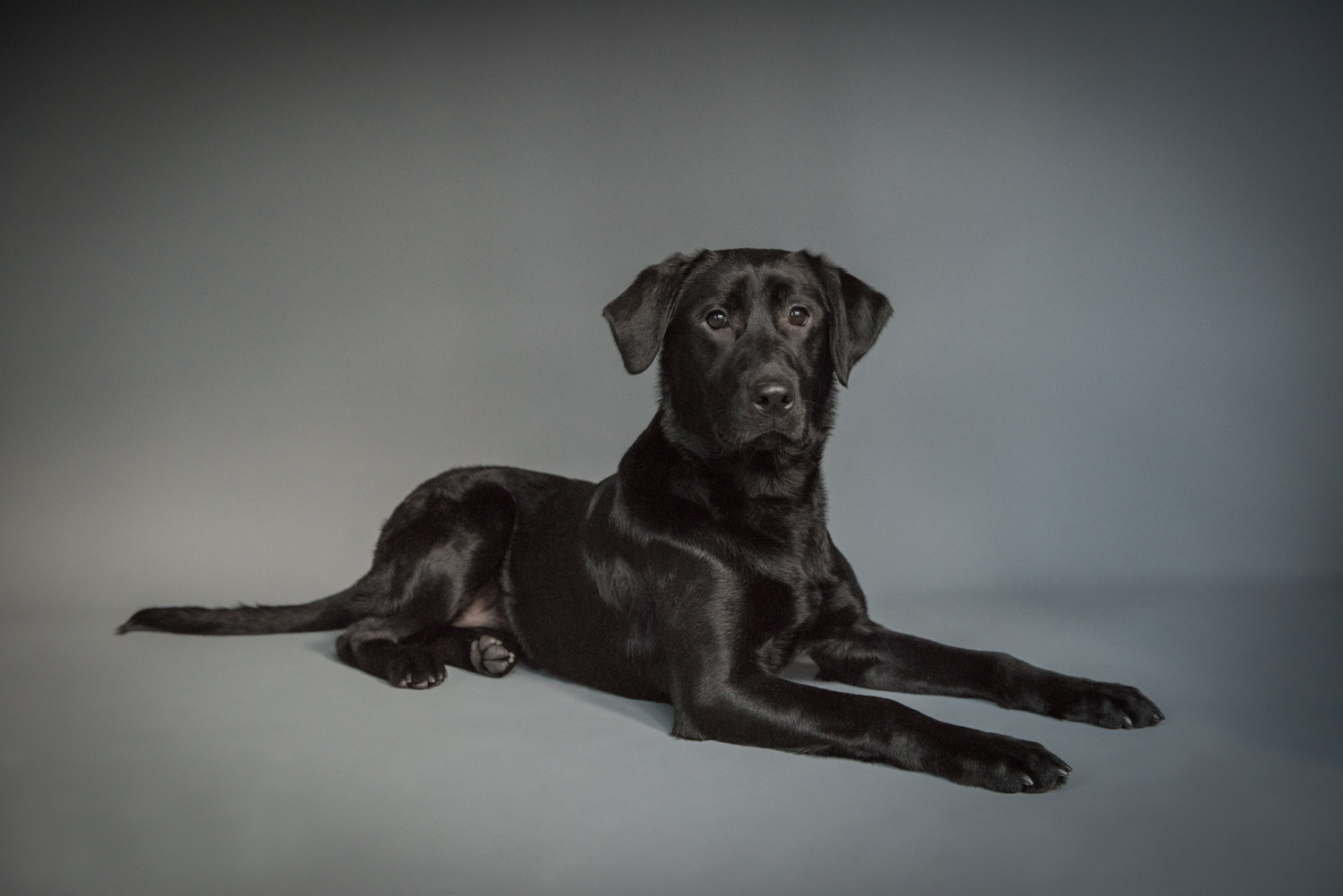 Dog-Portrait-Photography-Kamloops-.jpg