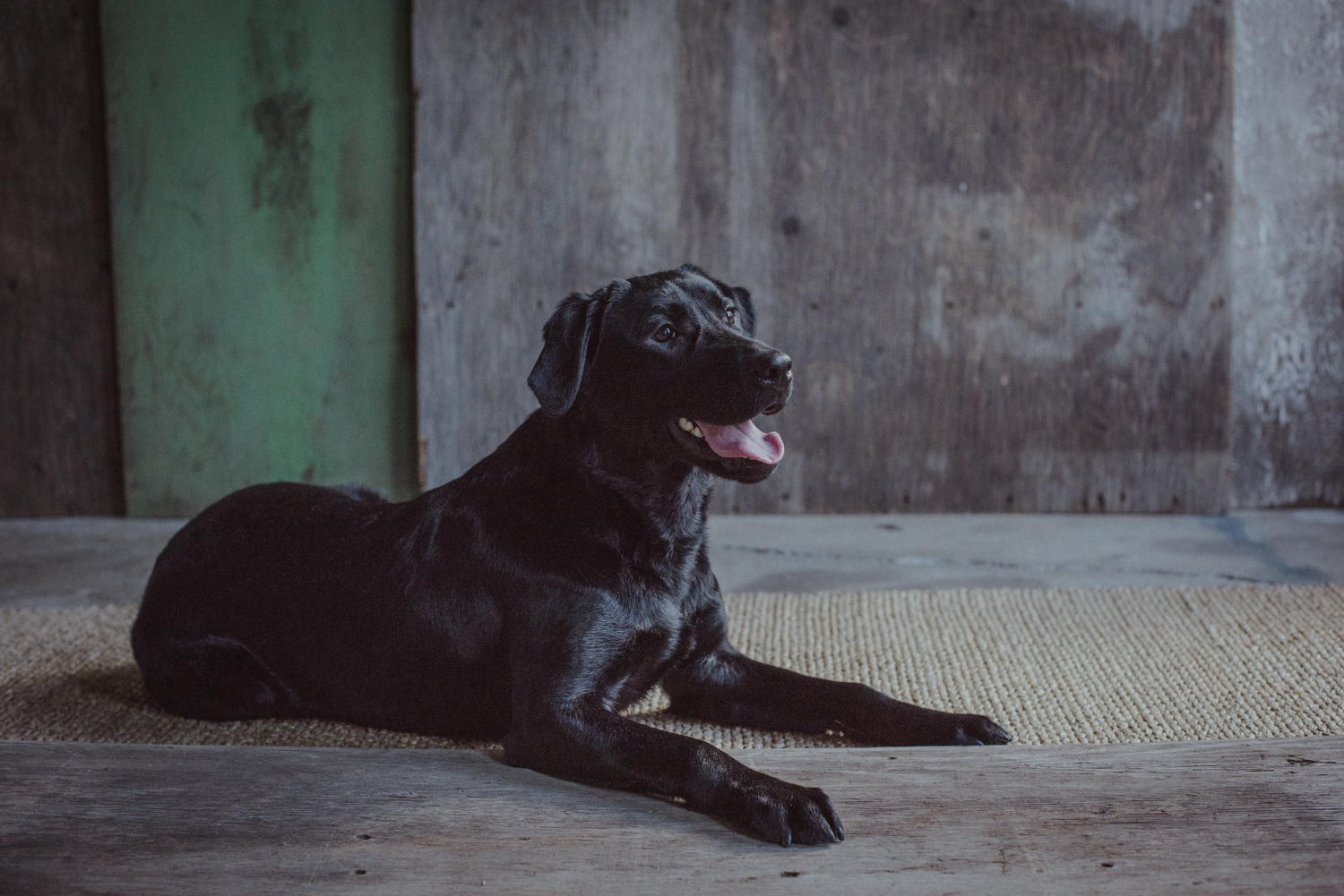 Dog-Portrait-Photography-Kamloops-4115.jpg