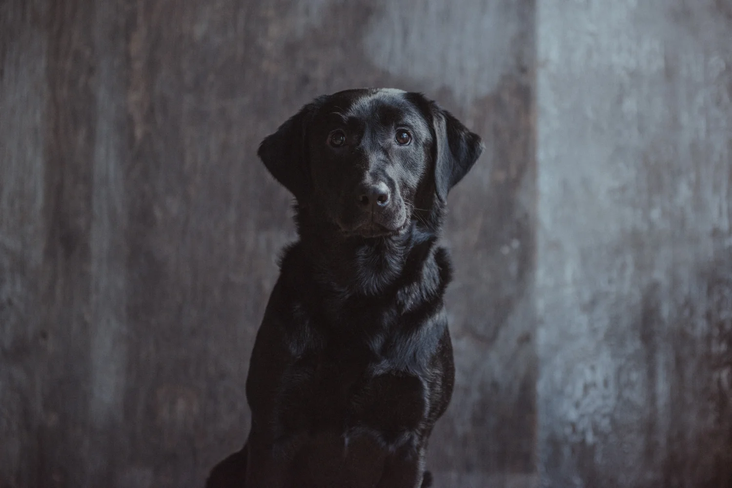 Dog-Portrait-Photography-Kamloops--3.jpg
